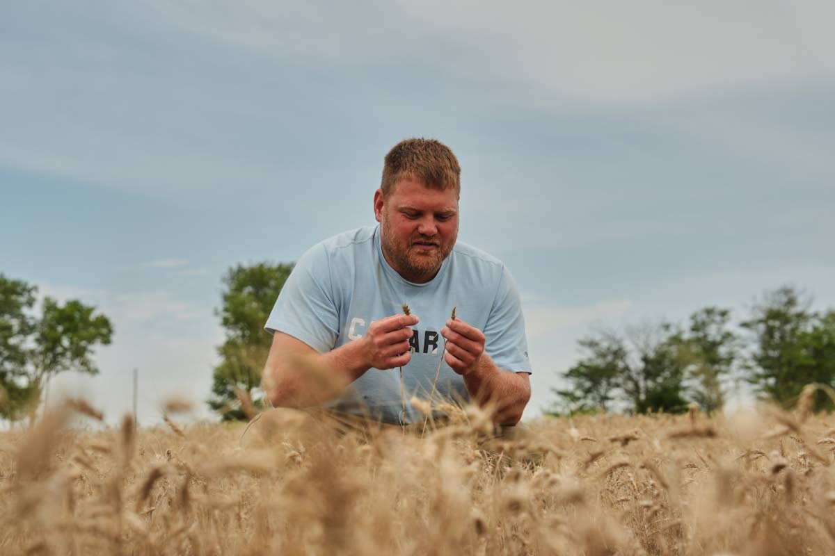 Bryce Black inspects two strands of weather-stressed wheat, July 29, 2026, at his farm in Beloit, Kansas.