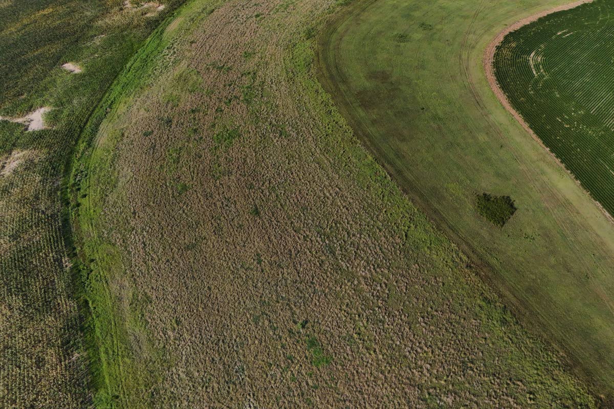 A field of Kernza grows Tuesday, July 28, 2026, at a farm in Halstead, Kansas.
