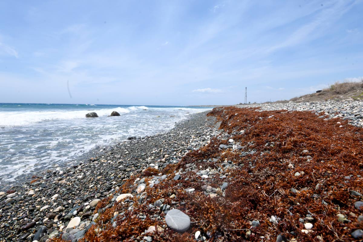 Sargassum piling up on the South Haven beach in St Thomas.