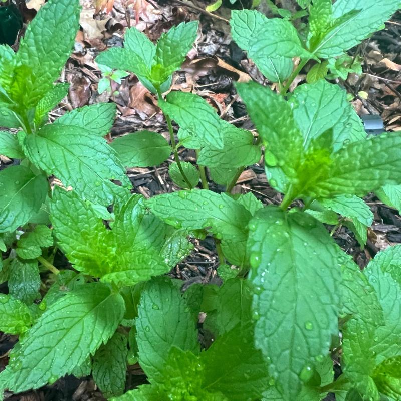 For a soothing cup of herbal tea, here’s how to grow and prepare your own herbs