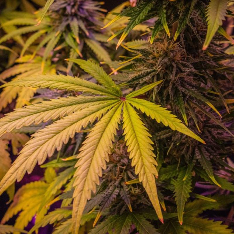 NCDA concerned over increase in ganja among minors out west