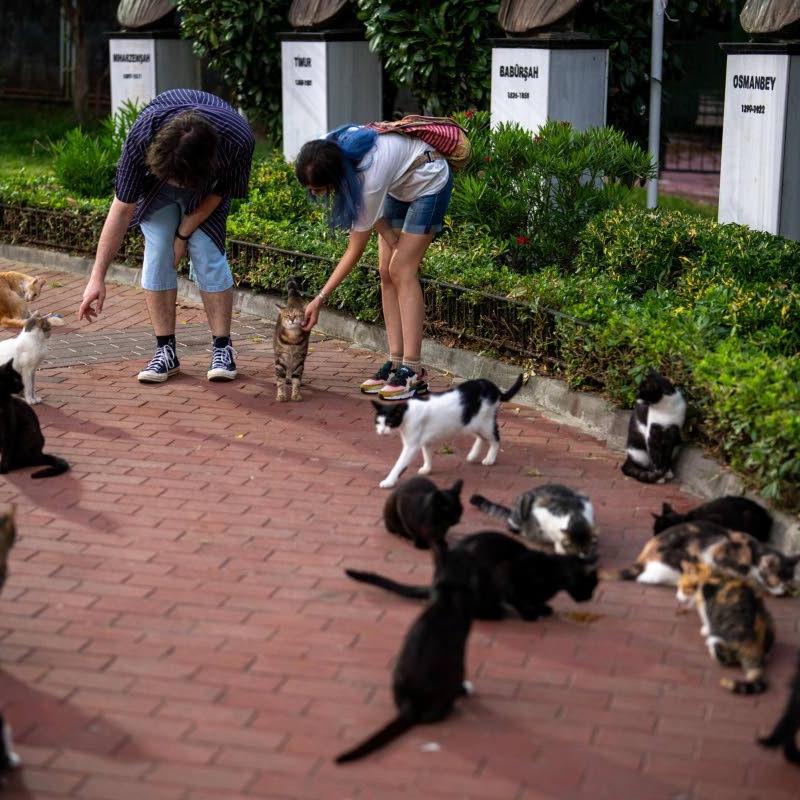 Thousands of free-roaming cats part of daily life in Istanbul