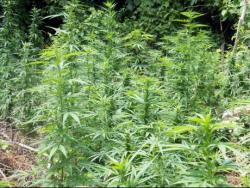 Cannabis might calm angry dogs