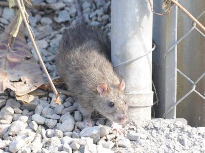 Rats carry the disease, leptospirosis.