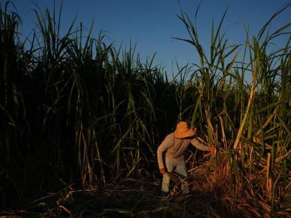 Farmworker Raul Cruz chops sugarcane in Niland, California on September 11, 2025.
