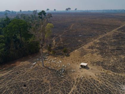 Cattle graze on land burned and deforested by cattle farmers near Novo Progresso, Para state, Brazil.
