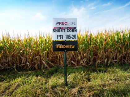 AP
Short corn is seen in one of farmer Cameron Sorgenfrey’s fields, Monday, September 2024, in Iowa, USA. 