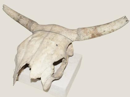 Cattle Cranium