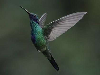 A Sparkling Violetear hummingbird hovers at the Yanacocha Reserve.