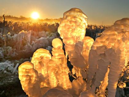 Blueberry plants are covered in ice, with the temperature at 23 F. (-5 C.), at Southern Hill Farms in Clermont, Fla., on Sunday, Feb. 1, 2026. 