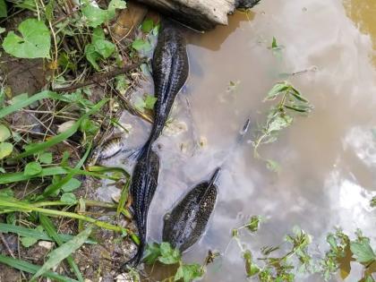 
In this 2021 photo dead fish are seen in the Rio Cobre river.