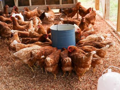 Layer hens inside a poultry house.
