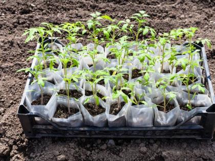  tomato plants