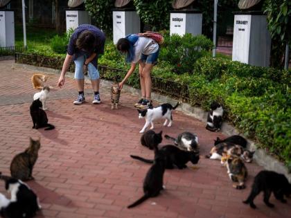 Cats are an inseparable part of daily life in Istanbul, where thousands of free-roaming felines share the city's streets, waterfronts, markets and historic neighborhoods with its more than 16 million residents. - AP photo
