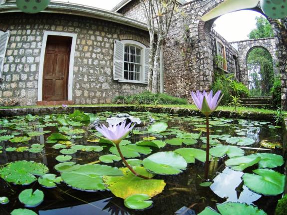 Lilies are seen blooming with Admiral’s Mountain Great House in the background in Cooper’s Hill.
