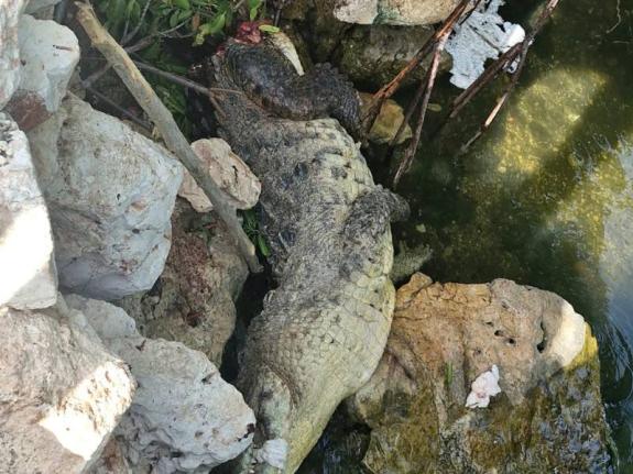 NEPA says the animal was discovered on Wednesday, near the Hellshire Bridge with its tail severed and a rope tied around its mouth. 