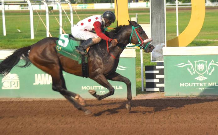 IS THAT A FACT, ridden by Shavon Townsend, wins the three-year-old and upwards graded Thoroughbred Racing Hall-of-Fame Stakes Trophy over six furlongs at Caymanas Park on July 13, 2024.