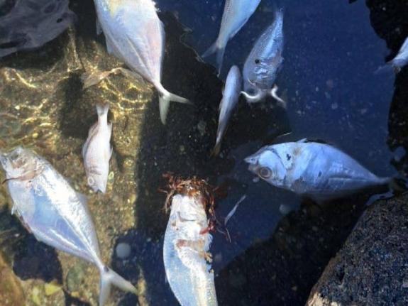 The environmental regulatory authority has warned that members of the public should not catch, consume or collect fish or other marine life from the affected area “until further notice”.