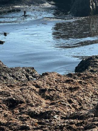 Residents say an oily substance and dead fish have washed ashore at Farquhar Beach in southern Clarendon after Hurricane Melissa.