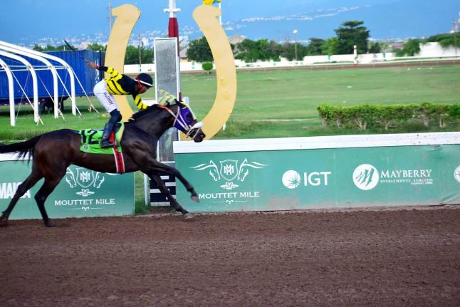 Raddesh Roman stands tall in the saddle as DIGITAL ONE wins the Trevor McKenzie Trophy over five furlongs round at Caymanas Park on September 15, 2024.
