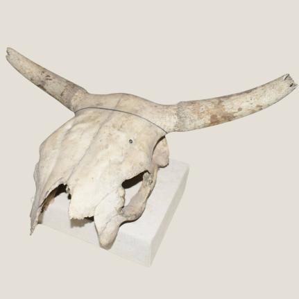 Cattle Cranium