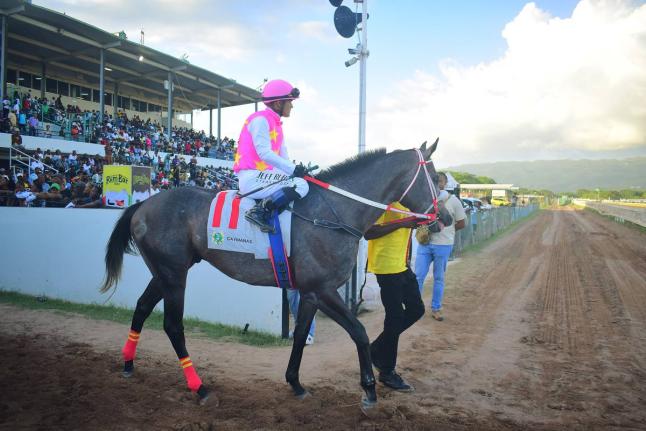RIDEALLDAY, with overseas-based jockey Javier Castellano in the saddle, is led onto the racetrack to contest the fourth running of the MOUTTET Mile over eight furlongs at Caymanas Park on December 6, 2025. RIDEALLDAY won the prestigious event.