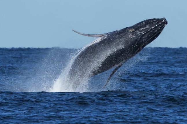 A humpback whale breaches off the coast of Port Stephens north of Sydney, Australia. 