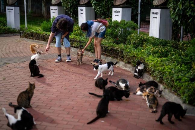 Cats are an inseparable part of daily life in Istanbul, where thousands of free-roaming felines share the city's streets, waterfronts, markets and historic neighborhoods with its more than 16 million residents. - AP photo
