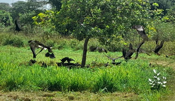 Crows feasting on the remains of cattle left by thieves after slaughtering the animals in the bushes.