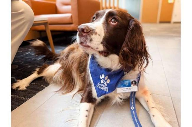  A new study in Mayo Clinic Proceedings highlights how animal-assisted treatment can support inpatient stroke rehabilitation.
