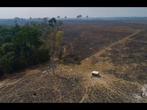 Credit: AP Cattle graze on land burned and deforested by cattle farmers near Novo Progresso, Para state, Brazil.