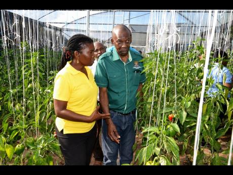 Marvalee Tomlinson-Russell of the Elliott Farmers Community Enterprise takes Minister J.C. Hutchinson on a tour of one of the greenhouses in Cromwell Land, St Mary, last Wednesday.