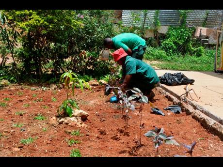 Credit: Janet Silvera Two members of the RIU team redoing the garden at Refuge of Hope in Albion, Montego Bay, days ahead of Labour Day.