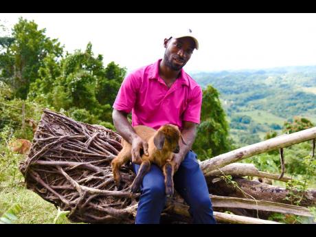 Prime Minister’s Youth Awardee LaFrance Gayle has dreams of expanding his livestock in Top Hill, Manchester.