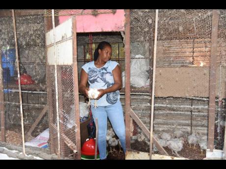 Poultry farmer Ishiana Billings attends to her four-week-old chickens on her backyard farm in Norwood, St James, recently.