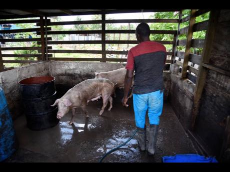 Credit: Nicholas Nunes/Photographer A farmer attends to his pigs on his farm in Seaview Gardens, St Andrew.