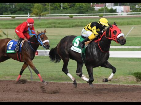 DIGITAL ONE (right), ridden by Reyan Lewis, wins the seventh race over five-and-a-half furlongs at Caymanas Park on Saturday, October 7, 2023. 