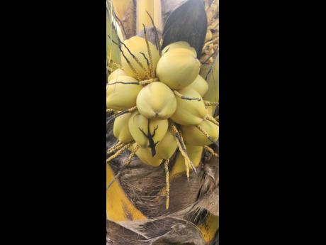 
Taking a stroll on the coconut tree