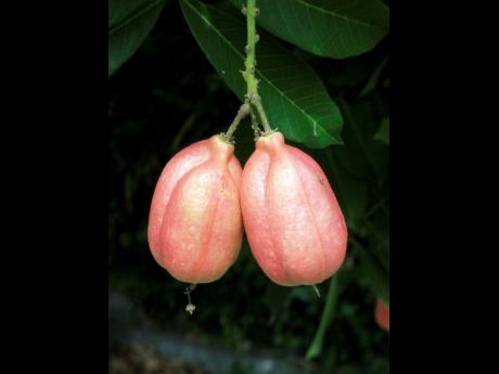 Unopened ackee pods hang from an ackee tree.