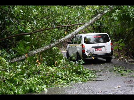 Fallen trees at a section of the Mount Prospect main road in St Andrew West Rural. 