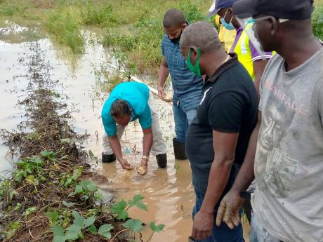 Minister of Agriculture and Fisheries Floyd Green (second right) watches as a representative of the Rural  Agricultural Development Authority (RADA) examines a sweet potato in a waterlogged field in Ebony Agro-Park in Clarendon.. 