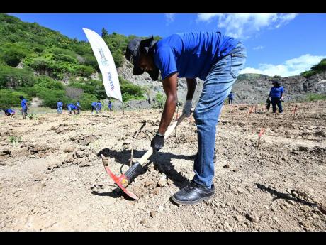 Cemex Caribbean Cement Company Limited Social Impact Specialist, Jerome Cowans, prepares the land for planting at a recent reforestation exercise in the company’s now-defunct gypsum quarry in Bull Bay, St Thomas. 