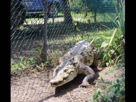 Credit: Contributed A crocodile in its natural habitat.