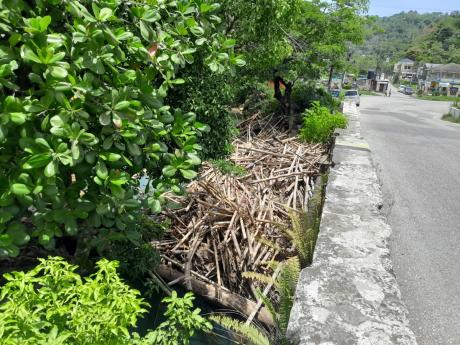 Credit: Bryan Miller photo The passageway under the Lucea West Bridge is blocked by bamboos, which can be a major cause for flooding in the Lucea town centre.