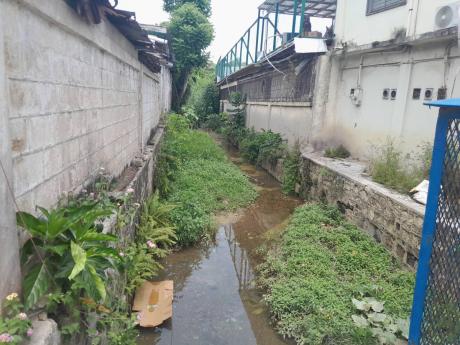 Credit: Bryan Miller photo The overgrown Venture Gutter that runs through the town of Lucea has been a cause for flooding in the past.