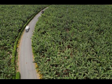 In this August 15, 2023 photo, cars pass through the middle of a banana farm in Los Rios, Ecuador, which provides about 30 per cent of the world’s supply.