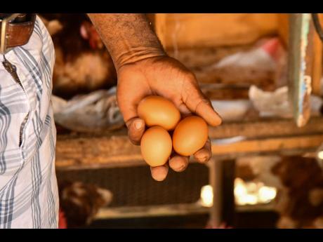 The country struggled with a shortage of eggs during the last Christmas season when the demand for the product increased. 
