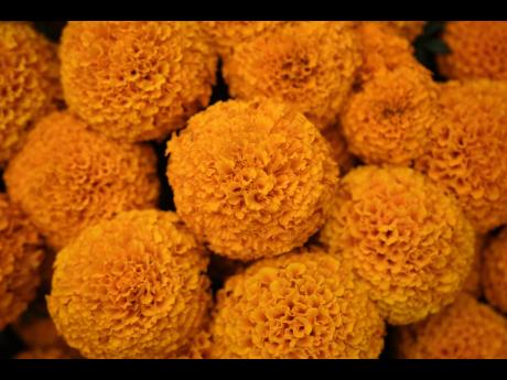 Cempasúchil in full bloom in the Xochimilco borough of Mexico City.