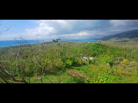 Credit: Paul H. Williams In the foreground, Keith R. Wedderburn’s organic farm at Bluefields, Westmoreland, bearing hurricane damage