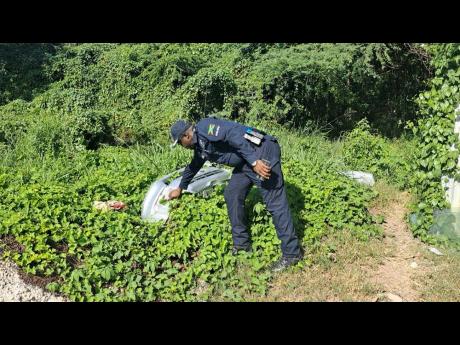 Credit: -Ruddy Mathison photo Senior Superintendent Hopeton Nicholson, head of the St Catherine North Police, retrieves a motor-vehicle bumper from bushes during a raid at a premises off St John's Road in Spanish Town on December 12, 2025.